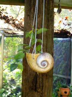   in a Real Snail Shell Hanging Basket Produces fragrant flowers