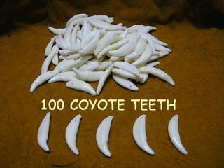 100 COYOTE TEETH DRILLED AKA BRUSH WOLF BEADS JEWELRY CRAFTS TAXIDERMY