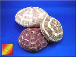 Green Alfonso Sea Urchin Shells Seashell Large 3  4 Beach Nautical 
