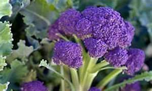 20 seeds Purple Sprouting Broccoli Non GMO Heirloom seed New seed for 