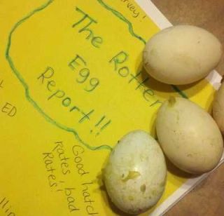 THE ROTTEN EGG REPORT! (Facts on gamefowl hatching egg sellers)
