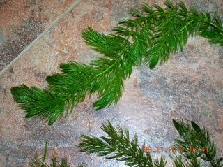 Weeping Moss for hornwort windelove aquarium plant BX