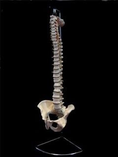 Life Size Anatomical Skeleton (Spine) Human Vertebral