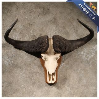 10698 Ⓖ P  African Cape Buffalo Skull & Horn Taxidermy Mount (Big 