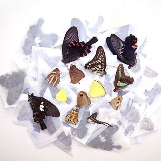 butterfly collection in Butterflies & Moths