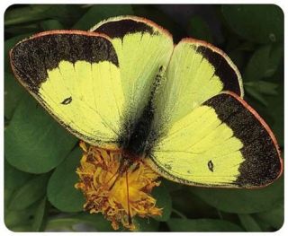 colias in Butterflies & Moths
