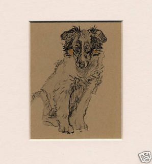   COLLIE PUPPY Lovely Vintage Original Dog Print by Cecil Aldin 1934
