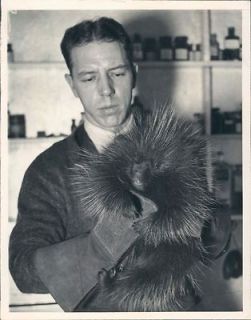 1936 Humane Society Worker Catches Porcupine Detroit Michigan Wire 