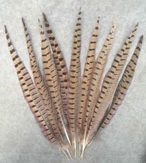 Natural 20pcs 100pcs Pheasant tail feathers 30 35cm color&quantity 