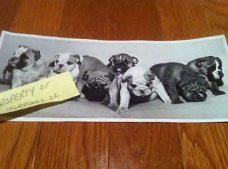 Vintage Photograph, English Bulldog,SEVEN Dog Puppies, Early Picture 