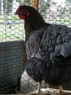 Blue Lace Red Wyandotte Hatching Eggs 6+