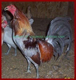 GAMEFOWL HATCHING EGGS (12) EGG ASSORTMENT UP TO 6 PURE BREEDS