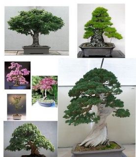 Bonsai Tree Seeds Mixed Pack Conifers/Deciduous/Flowering BEST BONSAI 