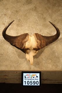 10590 Ⓖ V+  African Cape Buffalo Skull & Horn Taxidermy Mount