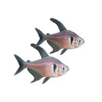 Tropical Fish for Sale   Colorful Live Tropical Fish  