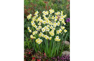 Homebase   Daffodil (Narcissus) Minnow   9cm  
