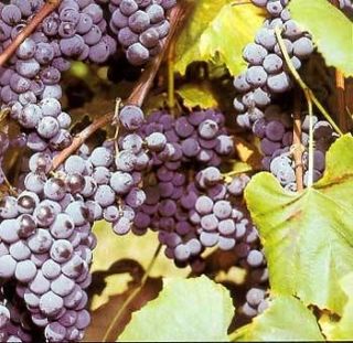 20) WHOLESALE Standard type Grape Vines (Start Your Own Business 