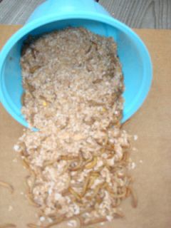500 + live mealworms 100 % organic $11.00 and free shipping medium 