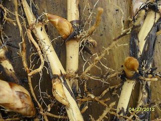 japanese timber bamboo plant live rhizomes 12 l time left