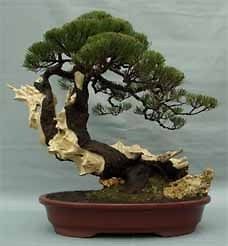 horsetail she oak casuarina equisetifolia seeds bonsai from australia 