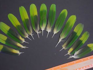 parrot craft fly tying feathers macaw  tail set expedited