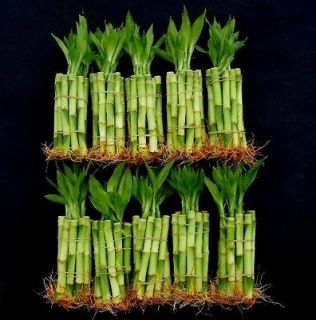 100 stalks 10 bundle of 4 straight lucky bamboo free shipping time 