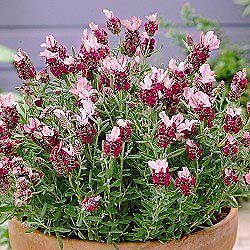 most fragrant red lavender flower seeds perennial time left $