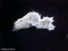 taxidermy huge tanned coyote tail tails fur hide pelt time