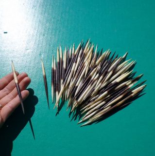 100 piece lot of African Porcupine Quills 3 to 4 1/2 inches taxidermy 