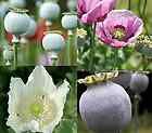 3500 organic poppy seeds papaver somniferum 3 varieties from canada