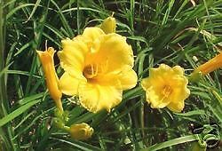 day lily stella de oro 50 plants book for spring