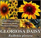 4,000 GLORIOSA DAISY Perennial Flower Seeds ~ Rudbeckia gloriosa