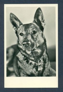 g6747 real photo postcard german shepherd dog face view time