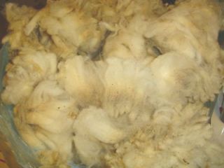 2lbs white suffolk sheep x raw wool spinning rovin g