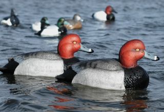 AVERY GREENHEAD GEAR GHG OVERSIZE REDHEAD DUCK DECOYS WEIGHED KEELS 6 