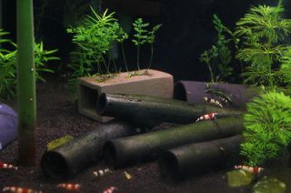 Bamboo Shelter XL x5   Cherry Crystal Red Shrimp Pleco Aquarium