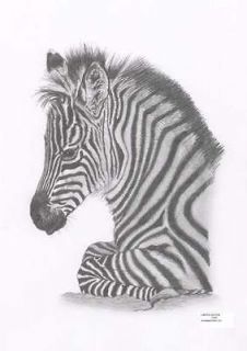 zebra foal baby 2 wildlife pencil drawing art picture limited