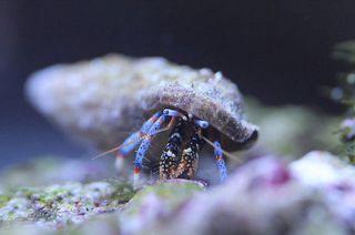 25 blue leg hermit crabs saltwater scavenging crabs time left