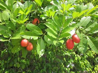 Potted Ackee Vegetable Brain Achee Akee Apple Fruit Flower Tree 