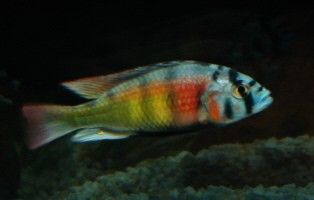   used with permission under license 3 african cichlids 2 christmas fulu