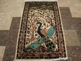 Beauty Peacock in Jungle Bird Fine Hand Knotted Rug Wool Silk Carpet 