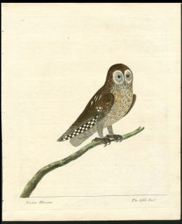 1731 TOP ALBIN ANTIQUE FIRST EDITION HAND COLOR BIRD OF PREY THE 