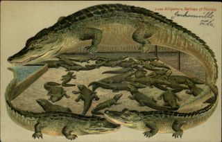 Alligators Natives of Florida Nice Embossed Alligator Border c1910 