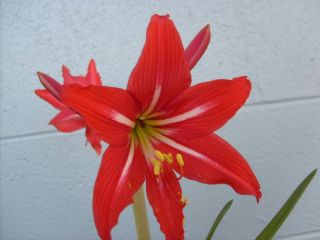 Amaryllis Bulb Johnsoni Hippeastrum Flower Lily Heirlom