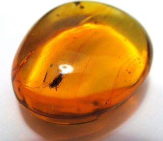Dominican Crystal Clear Green Amber Stone Fossil Insect Mosquito Fly 