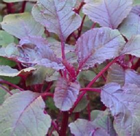 amaranth all red chinese spinach 100 seeds