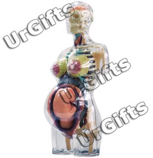 4D Puzzle Human Anatomy 3D Model Transparent Pregnancy Female Torso 