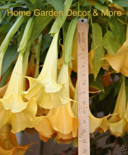 Huge Bloom Flower Yellow Orange Brugmansia Angels Trumpet Live Rooted 