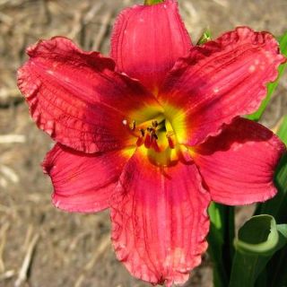 Siloam Jim Cooper Red DAYLILY DF Live Plants Perennial Flowers