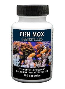   Mox 250mg Amoxicillin 100ct Pharmacy Grade Fish Antibiotics